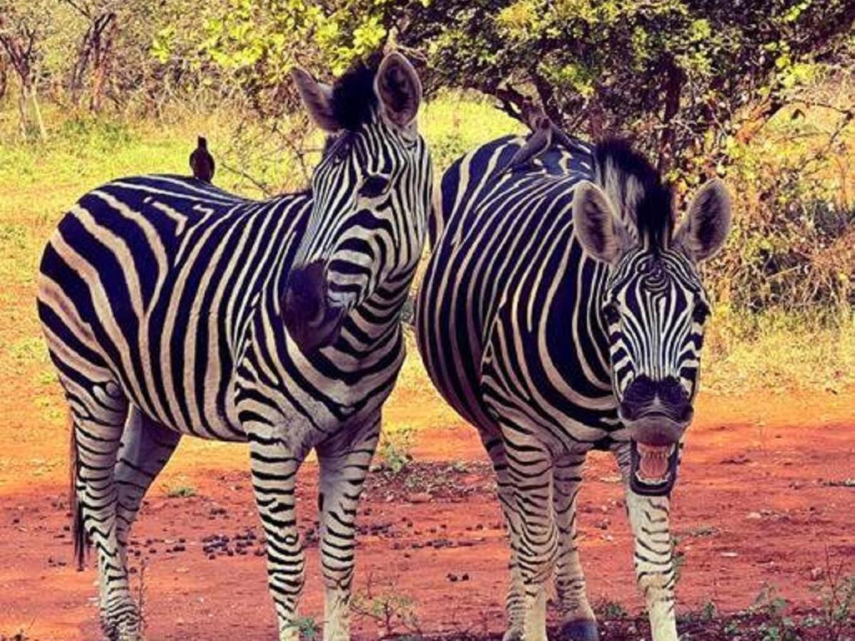 Dream * Marloth Park